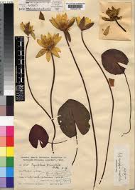 Image result for Nymphaea sulphurea