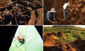 This colony has 45,000 nests that all connect together by a series of tunnels, creating an ant city that covers around 670 acres. Underground Ant City In Brazil That Rivals The Great Wall Of China With A Labyrinth Of Highways Daily Mail Online