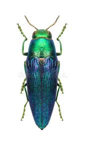 Photo About Beetle Metallic Wood Borer Sphenoptera Tamarisci Beckeri On A White Background Image Of Isolated Animal Beetle Bugs And Insects Birds Butterflies