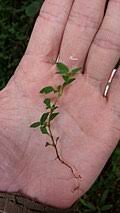 Image result for Otiophora pauciflora