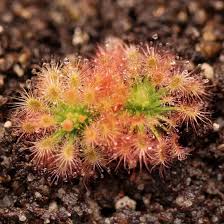 Image result for Drosera pilosa