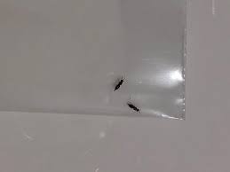 Check spelling or type a new query. Small Black Gnat Like Insect Bug With 6 Legs Wings And 3 Body Parts And Antenna Small Like A Flea Bugguide Net