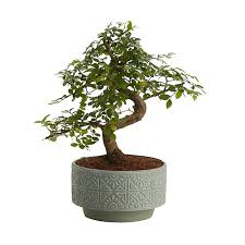 Unlike the original chinese penjing. Japanese Elm Bonsai In 15cm Pot Diy At B Q