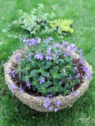Come and see some fabulous planters for shade! Diy Hanging Basket Plant For Shade Wow Worthy Combination