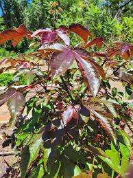 Image result for Jatropha gossypiifolia