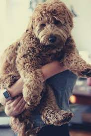 Complete Guide To Mini Labradoodle In 2020 Labradoodle Miniature Labradoodle Puppy Labradoodle