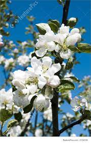 Free nature stock photos • 3,818 views. Apple Tree Flower Picture