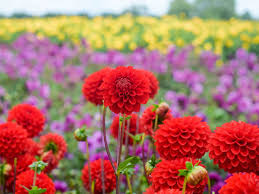 Dahlia Flower Farm Planting Dahlia Bulbs Tubers Online Bulb Flowers Wholesale Flowers Flower Farm