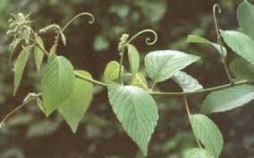 Image result for Gouania