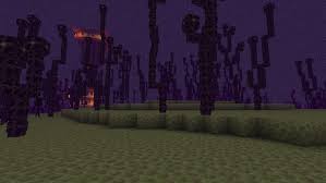 Image result for Elymandra grallata