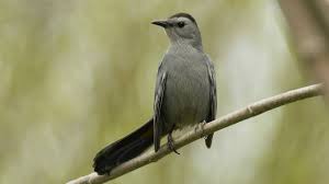 How Nature Works Catbird Mimicry Youtube
