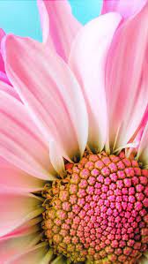 Flowers Photography Close Up Gerbera Daisies 28 Ideas Flowers Photography Flower Close Up Flower Painting