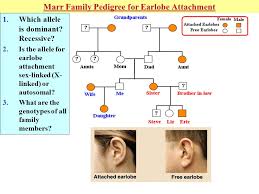 most popular pedigree chart for free or attached earlobes