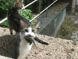 An der ostsee erwartet sie ein breites veranstaltungsangebot. 08 08 2020 Internationaler Tag Der Katze Duisblog 100 Duisburg