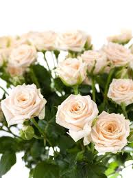 Rosen Verzweigt Tanja Creme In 2020 Rosen Creme Schnittblumen