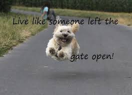 Zest For Life Funny Animals Inspiring Quotes About Life Funny Dog Pictures