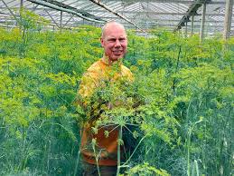 Image result for Anethum