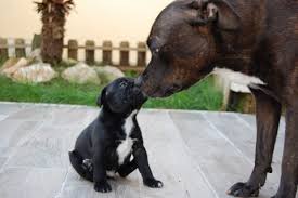 But despite their tough reputation, german shepherds can also make great family dogs. Staffordshire Bull Terrier Dog Breed Information Pawshake Blog