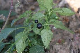 Velg blant mange lignende scener. Eastern Black Nightshade Solanum Ptycanthum Plant Pest Diagnostics