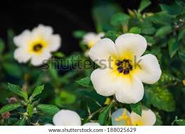 Image result for Turneraceae