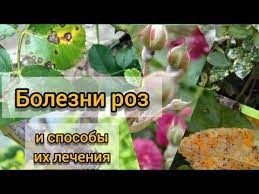 Почему у розы желтеют и опадают листья – ТОП-9 причин пожелтения розы и способы спасения