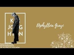 Sung in english and korean, my universe doesn't have an actual music video just yet. Jonghyun ì¢…í˜„ Diphylleia Grayi Skeleton Flower ì‚°í•˜ì—½ Han Rom Eng Youtube ì¢…í˜„ ìƒ¤ì´ë‹ˆ