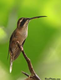 Pale Bellied Hermit Birdphotos Com Bird Species Hermit Pale