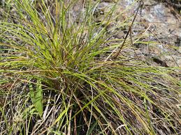 Image result for Schoenus