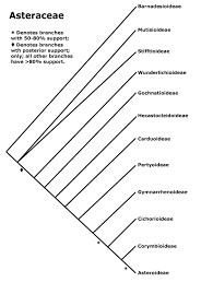 Image result for Lactuca lasiorhiza