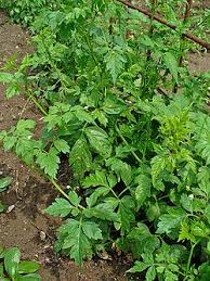 Image result for Cardiospermum halicacabum