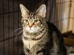 Cats should always be provided with cooked fish to minimise the risk of salmonella poisoning. Nebraska Humane Cats On Twitter Chips Ahoy Has That Name To Remind You Not To Feed Her Chips Ahoy Those Aren T Good For Her Want To Give Her A Catchier Name That S