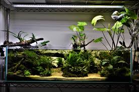 Shallow Aquarium Update Continued Planted Aquarium Aquascape Aquarium Aquarium Fish