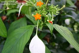 Image result for Mussaenda frondosa