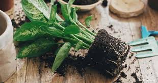 Is The Dieffenbachia Plant Poisonous Plant Care Today