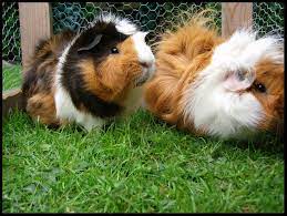 Pin On Guinea Pigs