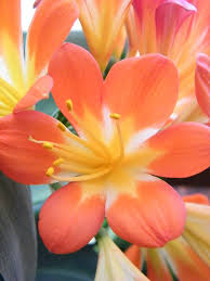 Pin On Garden Plants Greenhouses Conservatories Botanical Gardens Botanical Parks And Preserves