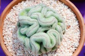 Sow in a small pot moistening the seed mix thoroughly and simply press the seeds into the soil. Cristata Brain Cactus Care Find Out How To Grow A Brain Cactus