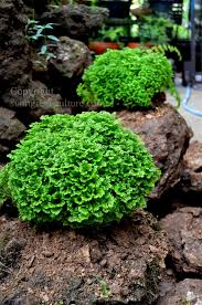 Image result for Selaginella kraussiana