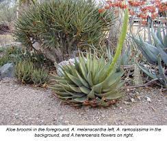 In and around the tucson area. The Tucson Cactus And Succulent Society