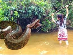 Fiebre De Orquideas Edicion Especial Canal Tro Youtube Cute Reptiles World Biggest Snake Pretty Snakes
