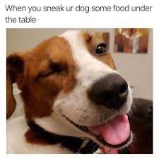 Funny Dog Memes Funny Animal Memes Make Me Laugh Funny Quotes Memes Pictures Funnyanimalmemes Bestdog Funny Animal Photos Funny Animal Pictures Cute Animals