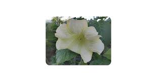 Image result for Blumea adamsii