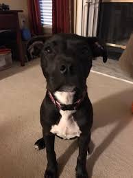 Regina humane society is doing this and the chances or reuniting pets with owner increased stolen, missing & exploited pets, sk needs your help with sharice : What To Do When You Find A Lost Dog Spca Of Wake County