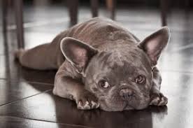 French bulldogs are one of the most expensive breeds, costing between $1,400 and an astonishing $8,500. Mini French Bulldog Meet A Big Dog In A Tiny Body Askfrenchie Com