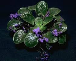 Image result for Saintpauliopsis