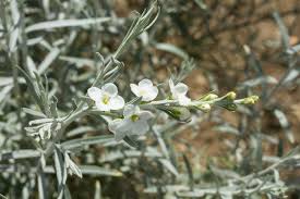 Image result for Gomphostigma