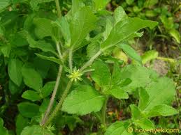 Image result for Acanthospermum hispidum