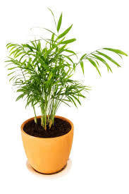 Le principali piante per interni possono essere suddivise in vari gruppi. Piante Da Appartamento Le 8 Migliori Per La Nostra Casa