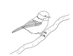 See more ideas about bird coloring pages, coloring pages, coloring pages for kids. Black Capped Chickadee Coloring Page By Mama Draw It Tpt