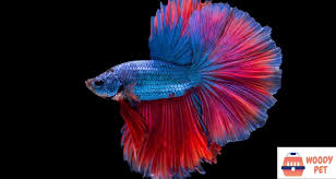 However, any type of betta can tail bite. Betta Fish Tail Types Woodypet Com